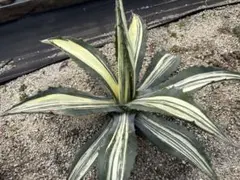アメリカーナ　白縞斑　親株販売広がり60c m中心高さ30cm 2026年最新】アガベ アメリカーナ縞斑の人気アイテム - メルカリ