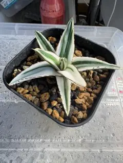 2026年最新】アガベ氷山の人気アイテム - メルカリ