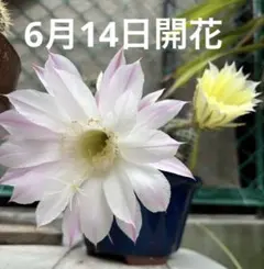 サボテン 短毛丸 つぼみ 子株付き 鉢ごと発送 - メルカリ