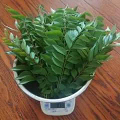 2025年最新】カレーリーフの人気アイテム - メルカリ