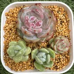 多肉植物　韓国苗　4個セット③のサムネイル