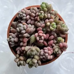 か*ゃ様 ②多肉植物　セダム　ストロベリーヘイズ（パープルヘイズストロベリーカラ