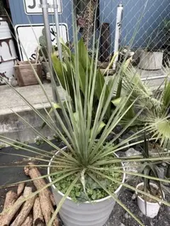 2025年最新】ノリナ ネルソニーの人気アイテム - メルカリ