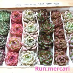 多肉植物エケベリア【カット苗】☆詰め合わせセット☆数量限定