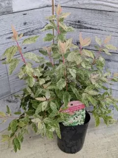 【現品・ポットまま発送】もりもり　斑入り　桜でまり　ピンクアイス