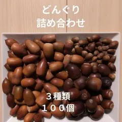 木の実　詰め合わせ　100個　3種　マテバシイ　くぬぎ　スダジイ　どんぐり