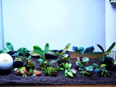 ブセファランドラ『完全水中葉１２種１２株』溶岩石活着株【特典付き】 激レア株含》ブセファランドラ『完全水中葉12種12株』溶岩石活着株