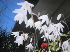 すー様 リクエスト 2点 まとめ商品