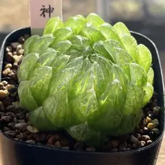 Mi様 リクエスト 2点 まとめ商品