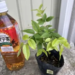 まみむめも様 リクエスト 2点 まとめ商品