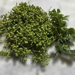 無農薬　山椒の実　実山椒　160gほどのサムネイル