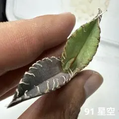 2026年最新】アガベ星空の人気アイテム - メルカリ