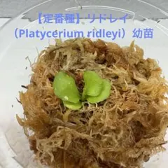 【定番種】リドレイ（Platycerium ridleyi）幼苗のサムネイル