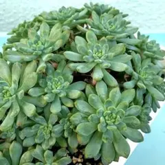 青りんご　多肉植物カット苗　エケベリア　寄せ植え　クリスマスリース　多肉丼
