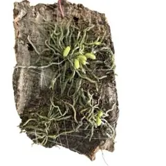 michirin様 リクエスト 2点 まとめ商品