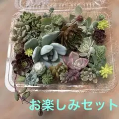 2026年最新】多肉植物 韓国苗 セットの人気アイテム - メルカリ