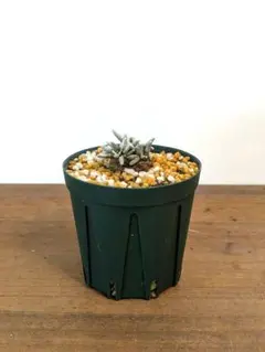 アボニア　クイナリア　アルストニー ピンク花芽付き 直径約6.5cm アボニア クイナリア アルストニー ピンク花芽付き 直径約6.5cm