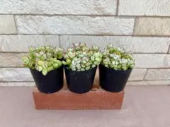 がーべら様 リクエスト 2点 まとめ商品