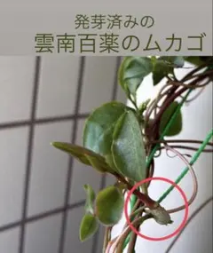 雲南百薬　オカワカメ　ムカゴ　発芽したものも含む　大小8個　送料込み　匿名配送のサムネイル