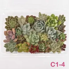 多肉植物 カット苗セット (C1-4)