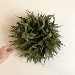 レモンユーカリたっぷりのリース　ナチュラルインテリア 北欧カフェギフト癒し