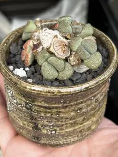 2025年最新】アロイノプシスの人気アイテム - メルカリ