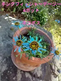 2026年最新】キングフィッシャーデージーの人気アイテム - メルカリ