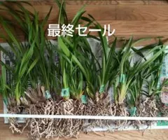 シンビジューム　②　最終売り尽くしセット　週末31日まで　最終値につき値下げ不可のサムネイル