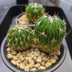 サボテン セット売り 全発根済み 楽天市場】大型 サボテン（栽培セット｜ガーデニング・農業