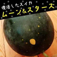 284様 リクエスト 3点 まとめ商品