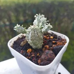 どるちゃん様 リクエスト 2点 まとめ商品 速達。