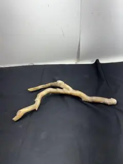 希少珊瑚 ☆深海松 海松 Yahoo!オークション - 希少価値 コレクション 海松 深海松 宝石