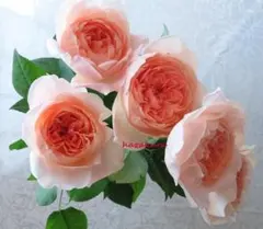 2025年最新】希少バラ苗の人気アイテム - メルカリ