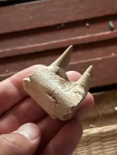 珍品！　冬虫夏草　セミ　昆虫標本　漢方　鉱物　隕石　呪物　根付　出土　人体標本 珍品！ 冬虫夏草 セミ 昆虫標本 漢方 鉱物 隕石 呪物 根付 出土 人体