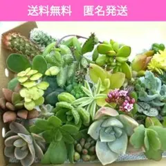 ꕤ カット苗ꕤ*.゜多肉植物 ꕤ 韓国苗 ꕤ - メルカリ