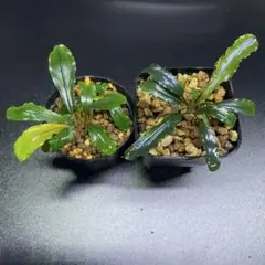 Bucepharandra 4株セット② Bucephalandra sp. green wavy 斑入り 4株 - メルカリ