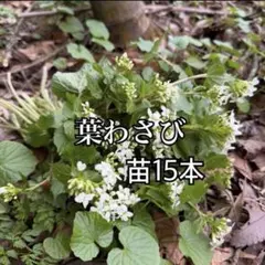 2026年最新】天然葉わさびの人気アイテム - メルカリ