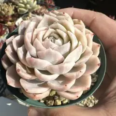 2026年最新】オレンジスノーボール 多肉の人気アイテム - メルカリ