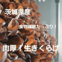【お試し500g ♪】【茨城県産 採れたて新鮮】特選肉厚！生きくらげ 無農薬のサムネイル