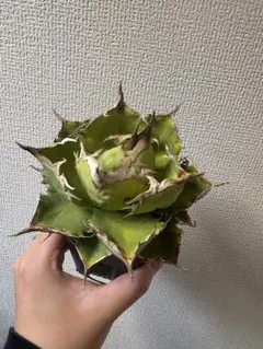 Masa_227様 リクエスト 2点 まとめ商品