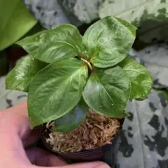 Sonerila sp. Southern Thailand 緑一色 ソネリラ