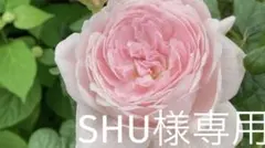 SHU様専用