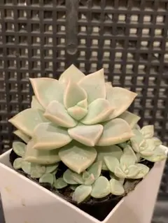 せんちゃん☆プロフ書きました☆様 リクエスト 3点 まとめ商品