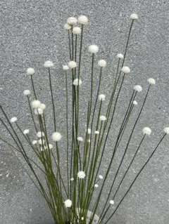 2025年最新】ホシクサの人気アイテム - メルカリ