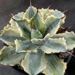 2025年最新】怒雷神錦の人気アイテム - メルカリ