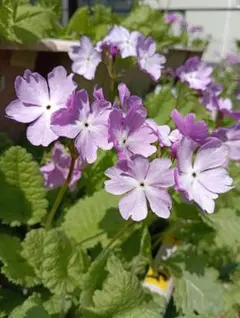 じゅん様 リクエスト 3点 まとめ商品