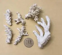 珊瑚礁 インテリア　ハンドメイド