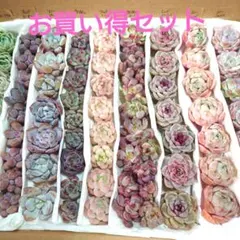 g❗お買い得９種セット❗多肉植物カット苗☆詰め合わせセット☆