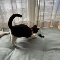 あみぐるみ ハチワレ猫