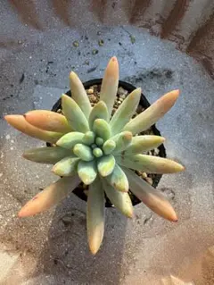 2025年最新】シャビアナの人気アイテム - メルカリ